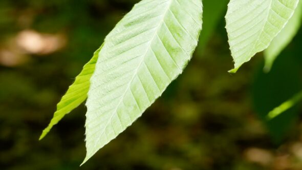 Leaves in the Wind