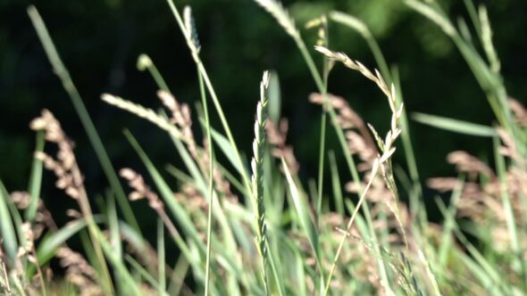 Tall Grass