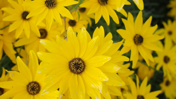 Yellow Flowers Video