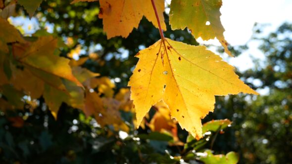 Autumn Maple Leaf