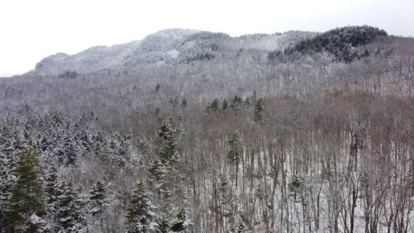 Winter Trees