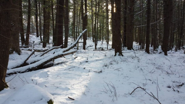 Winter Forest