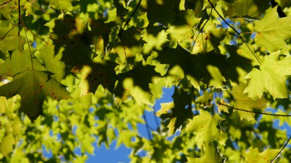 Leaves in Wind