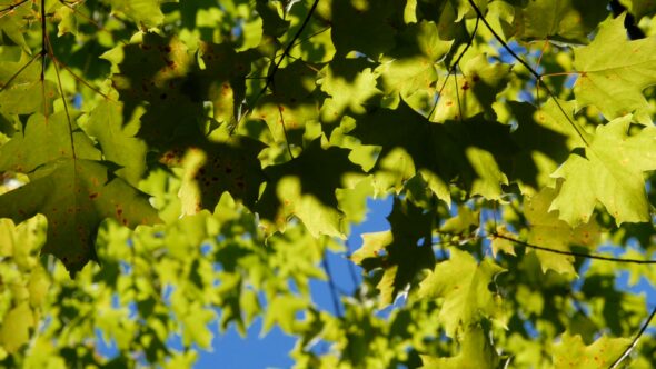 Leaves in Wind