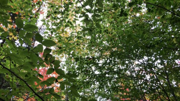 Tree Branch Leaves