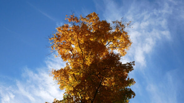 Fall Tree