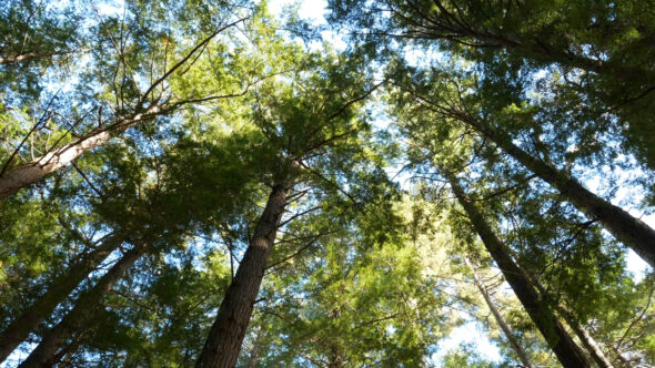 Forest Trees Sky