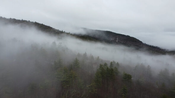 Foggy Forest