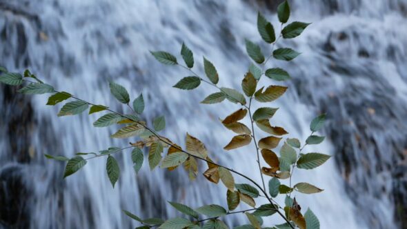 Forest Waterfall