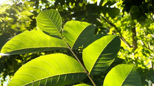 Windy Green Leaf