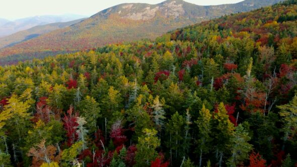 Fall Autumn Forest