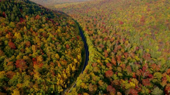 Autumn Foliage Aerial