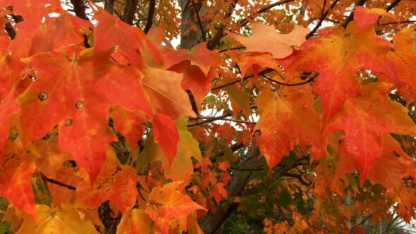 Autumn Leaves Tree