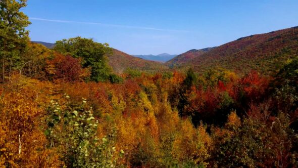 Fall Forest Aerial