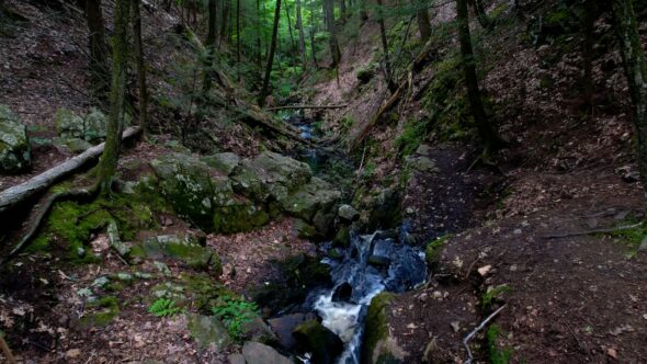 Forest Woods Stream