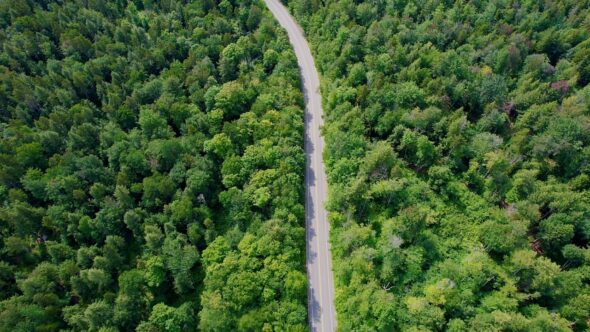 Forest Road Aerial