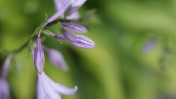 Wildflowers Nature Flowers