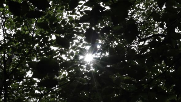 Sun Through Trees