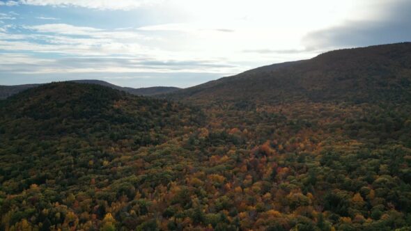 Fall Foliage Landscape