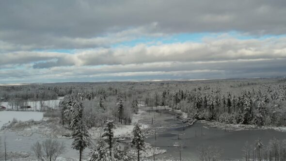 Snow Covered Forest