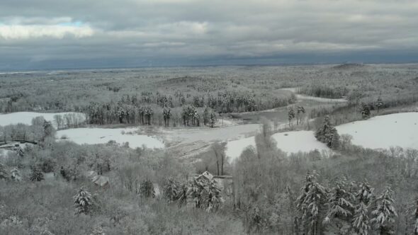 Snowy Winter Forest