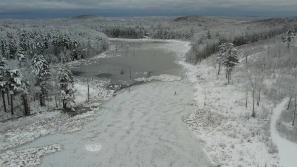 Frost Forest Winter