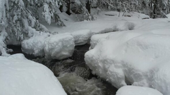 Forest Winter Snow