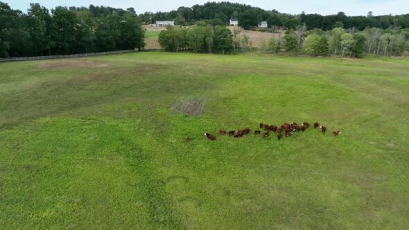 Cows Cattle Field