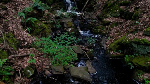 Forest Stream Nature