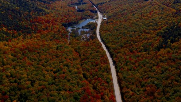 Autumn Foliage Landscape