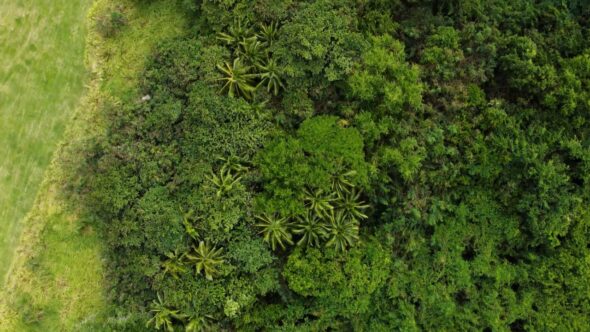 Tropical Forest Aerial