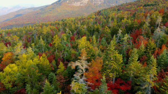 Colorful Fall Forest