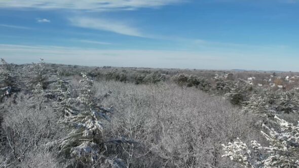 Snowy Winter Forest