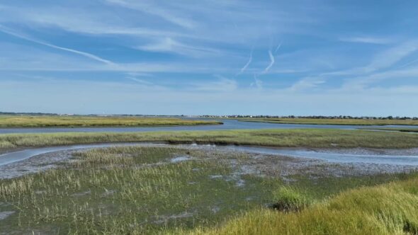 Grassy Field Landscape