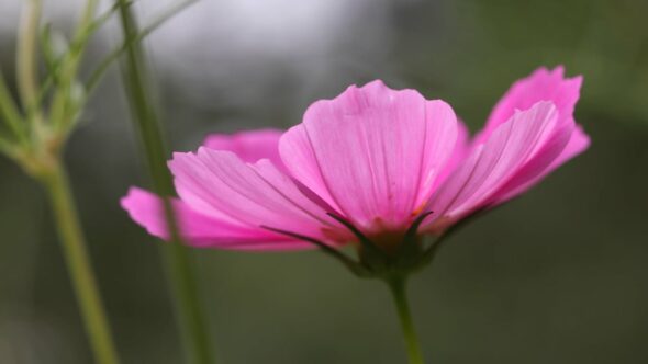 Pink Flower Nature