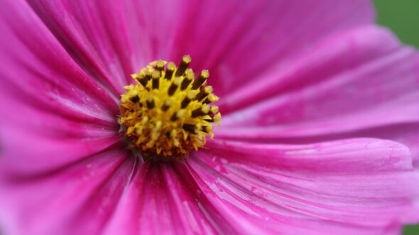 Macro Flower Blossom