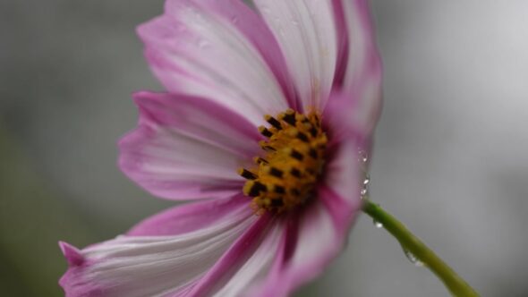 Rain Flower Nature